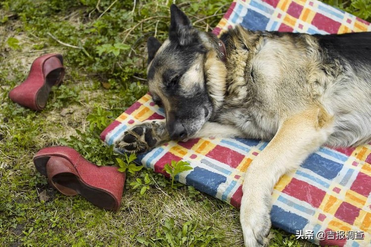 长春立法规范养犬！遗弃犬只的养犬人五年内禁止养犬虐待犬只的养犬人终身禁止养犬