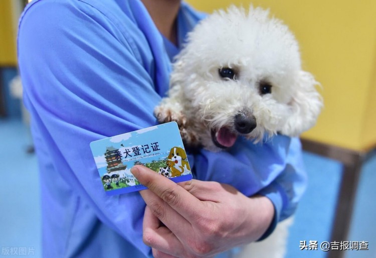 长春立法规范养犬！遗弃犬只的养犬人五年内禁止养犬虐待犬只的养犬人终身禁止养犬