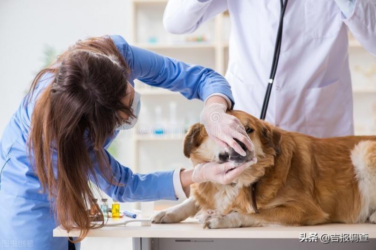 长春立法规范养犬！遗弃犬只的养犬人五年内禁止养犬虐待犬只的养犬人终身禁止养犬