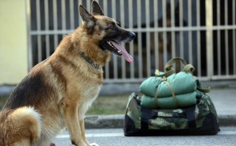 同样是狗，家犬为什么没有警犬聪明？因为吃得太饱了