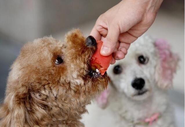 从这5个方面就可以知道泰迪犬把你当亲人还是外人