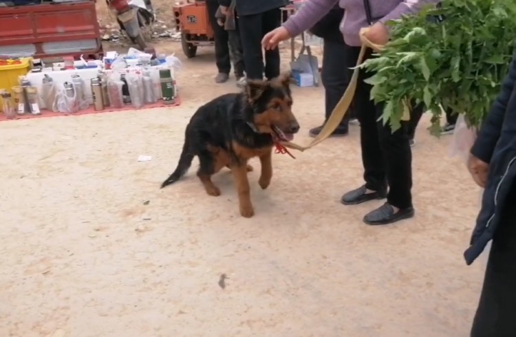 河南：大妈六百卖掉看家犬，狗狗不舍，可大妈：喂不住，吃得多