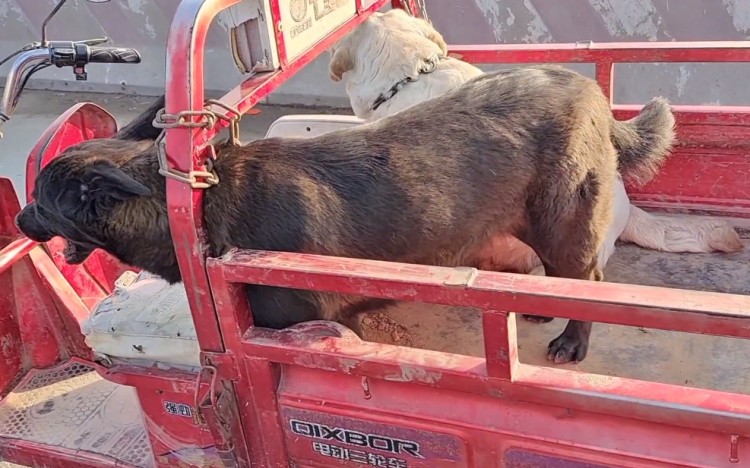 河南：500块看家犬进狗肉笼，无助狗狗趴在笼子口，叫声逐渐绝望