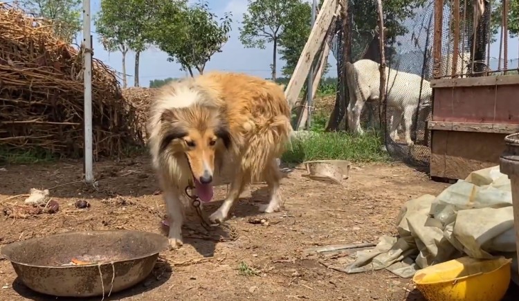 珍贵的宠物狗当看家犬，还被绑在羊圈旁边？小哥捡起400把它带走了