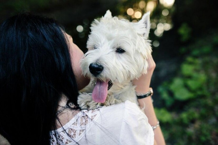 马尔济斯犬适合家养吗