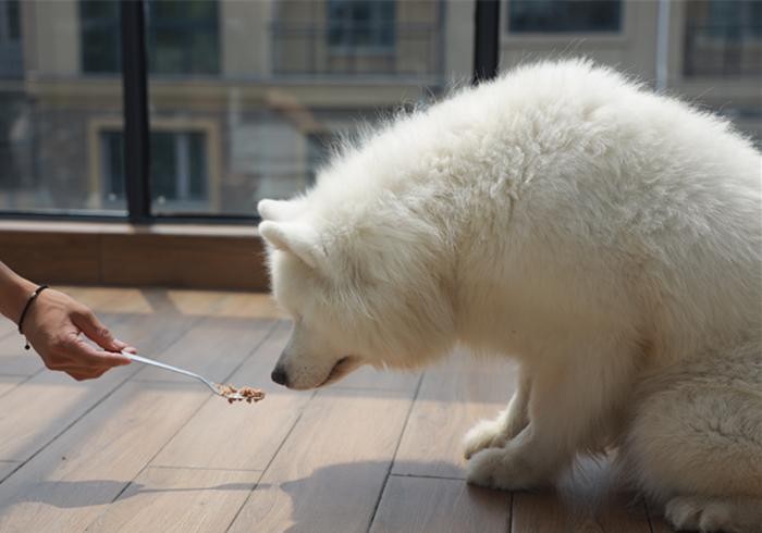 辟谣喂食幼犬狗粮一天只能喂50粒要是饿出低血糖可没后悔药