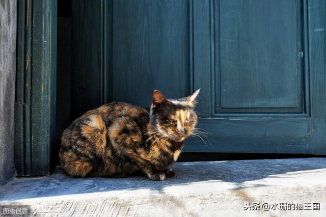 谁说猫咪都养不熟细数现代宠物猫的看家好本领