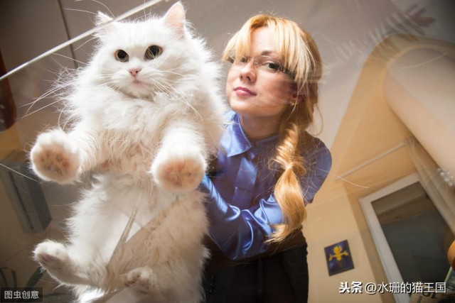 谁说猫咪都养不熟细数现代宠物猫的看家好本领