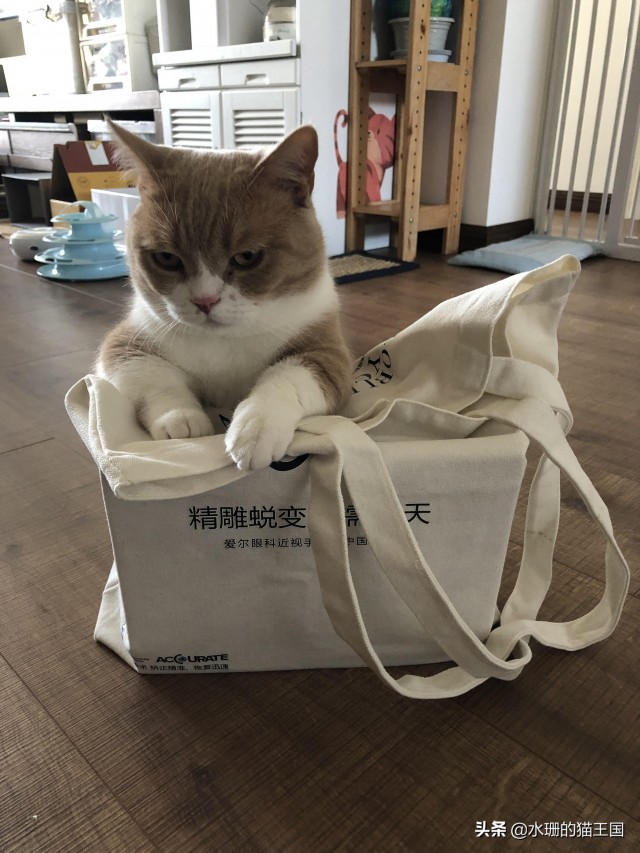 谁说猫咪都养不熟细数现代宠物猫的看家好本领