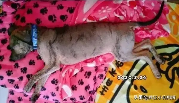 养了只幼犬2个月后发生巨大变化网友：你其实养到一只老虎