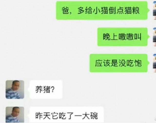 猫主人的爸爸喂猫的时候，猫：这是最后一餐吗？