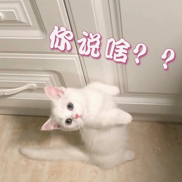 建议：“矮脚猫”不要急着养，先了解它的优缺点！