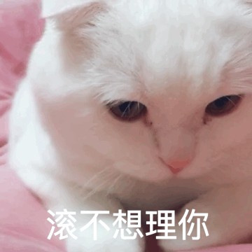 银渐层猫讨厌你的表现别不清楚请自我反省！