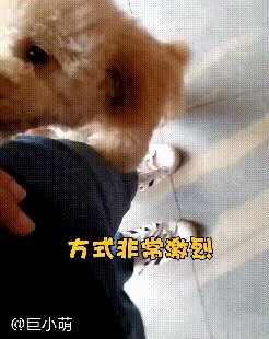 烘焙店贵宾犬狗狗接客过于热情，把大量女顾客的丝袜都扯烂