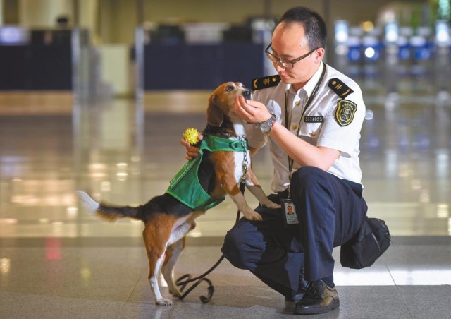 为什么检疫犬很多是比格犬看完才知道这狗狗太适合了