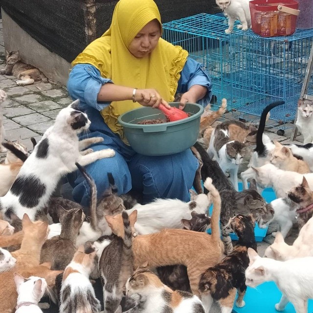 救助400只猫咪却被恶行逼迫搬家3次她指出流浪猫最大问题