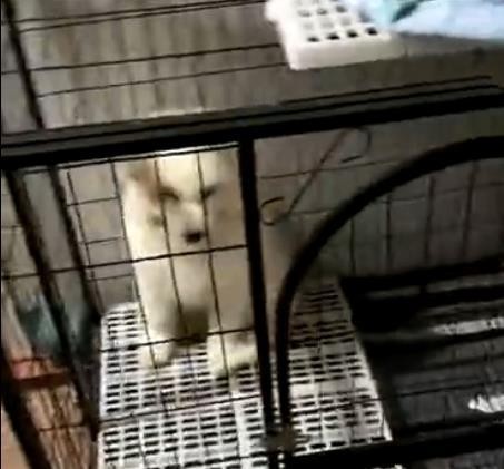 萨摩耶幼犬关厕所就一直叫还有乱咬坏习惯快把家里盆景咬光了