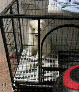 萨摩耶幼犬关厕所就一直叫还有乱咬坏习惯快把家里盆景咬光了