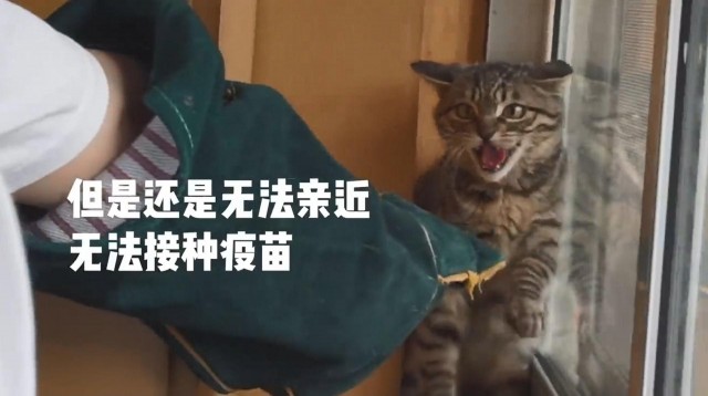 义工被小猫抓伤脸2道血痕超长他竟帮猫咪辩解：都是主人的错