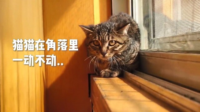 义工被小猫抓伤脸2道血痕超长他竟帮猫咪辩解：都是主人的错