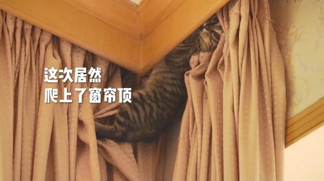 义工被小猫抓伤脸2道血痕超长他竟帮猫咪辩解：都是主人的错