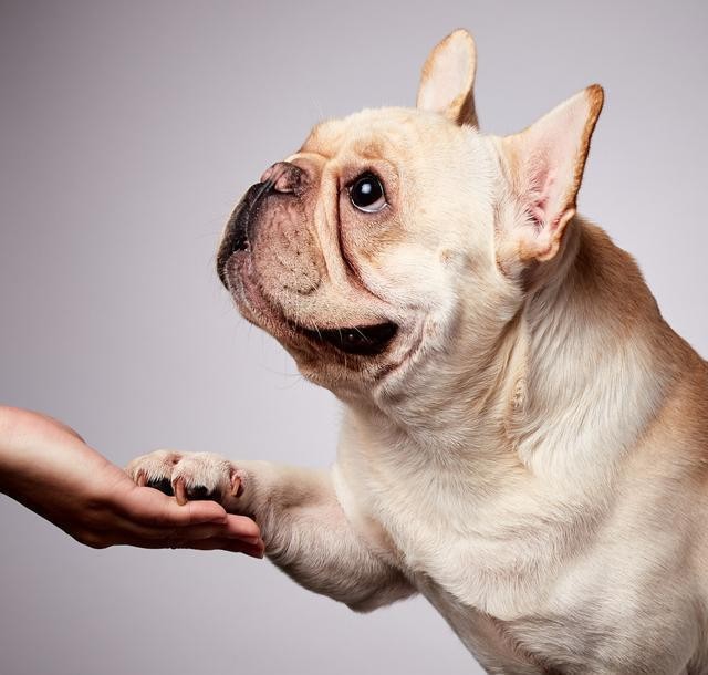 呆萌可爱体型娇小的法斗犬，优点很多，可缺点只有1个？