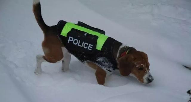 可爱乖巧的比格犬竟是被当成实验犬最多次的狗狗好心疼！