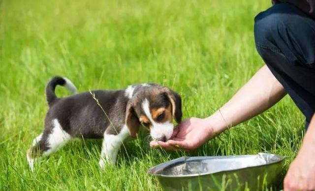 可爱乖巧的比格犬竟是被当成实验犬最多次的狗狗好心疼！