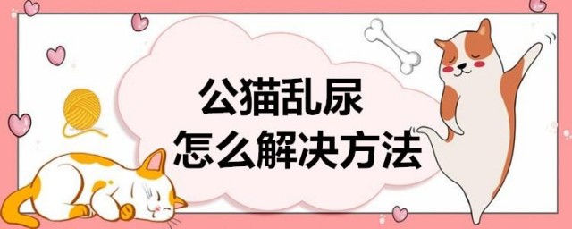 如何解决公猫乱尿问题？找出原因对症下药