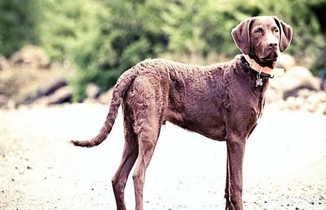 号称水鸭杀手的犬种！来自匈牙利的水鸭捕猎专家——乞沙比克猎犬