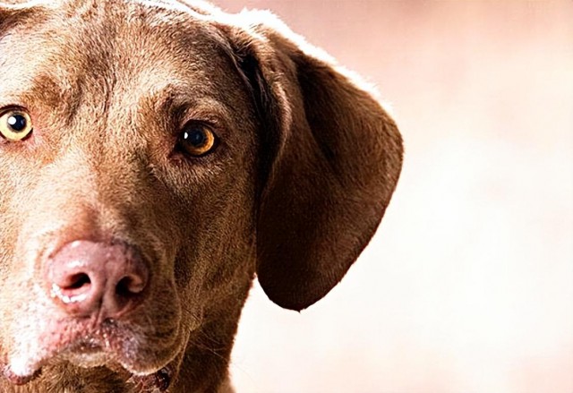 号称水鸭杀手的犬种！来自匈牙利的水鸭捕猎专家——乞沙比克猎犬