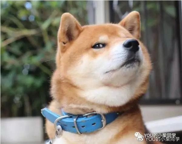 沈阳哪里可以买到纯柴犬？哪里可以买到柴犬？