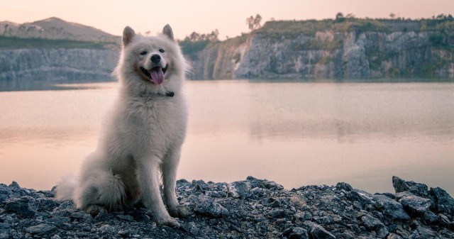 最后断奶期将进入萨摩耶母犬