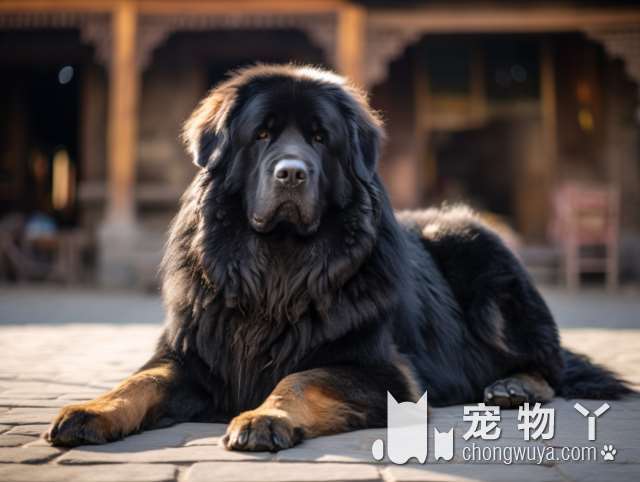 佛山威玛特宠物乐园竹联庄柴犬舍：你知道如何让狗狗快乐吗?