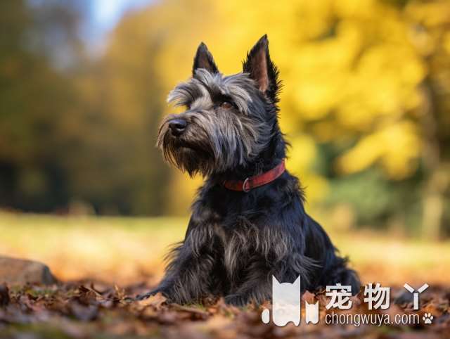 哈尔滨派特宠物诊疗中心：救命神奇，我的狗狗车祸盆骨骨折，竟然奇迹般康复了？