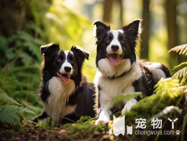 哈尔滨犬心犬意私宠：你家狗子需要什么样的造型?