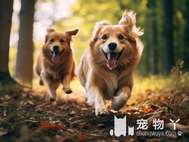 济南哪里有卖狗狗的？想买只柴犬？