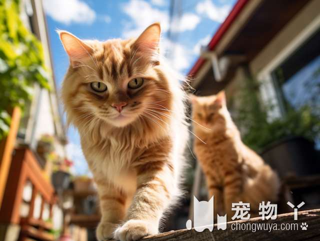 烟台予诺宠物店是不是你的猫咪的最佳选择？