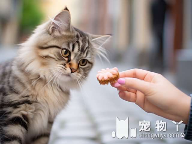 《合肥壹猫堂，猫咪洗澡性价比高吗？》?