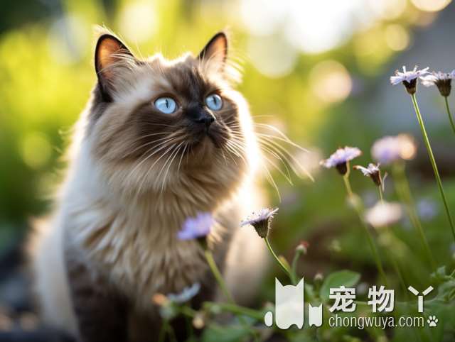 南京福气猫，英国短毛猫，还在犹豫吗?