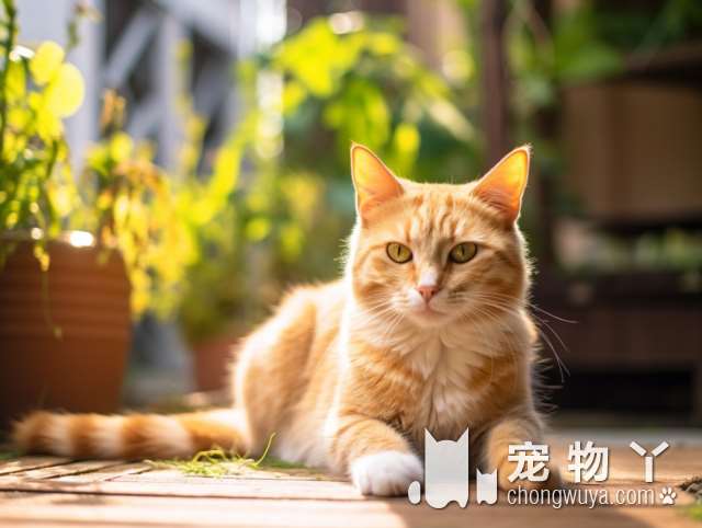 猫猫兔和狮子兔有什么区别呢？