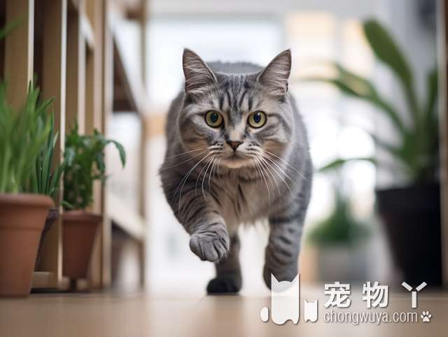 合肥kiki宠物猫咪售卖猫舍，洗完澡的主子会更可爱吗?