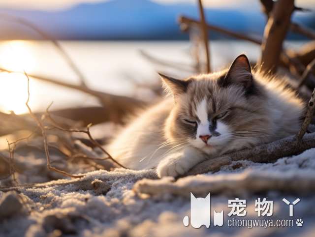 烟台予诺，宠物店里的猫猫有多可爱?