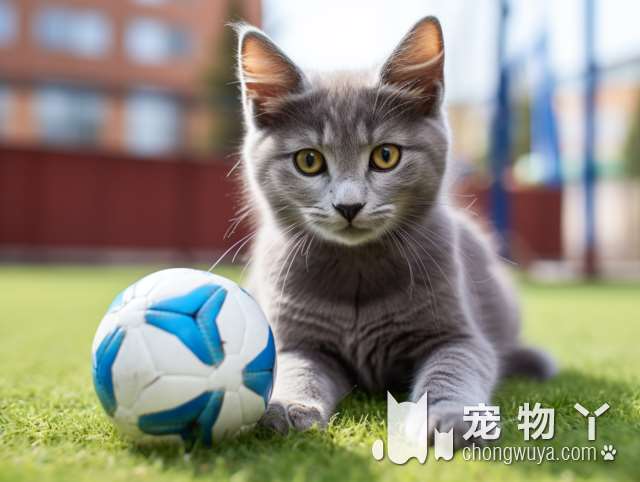 西安润生宠物：为什么洗猫咪要三个人按住？