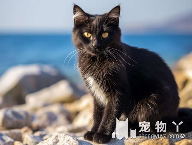 想要领养一只可爱的猫咪吗？深圳猫咪专卖小猫来了等你来挑选!