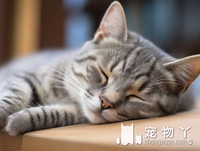 缅因猫和挪威森林猫哪个好养？