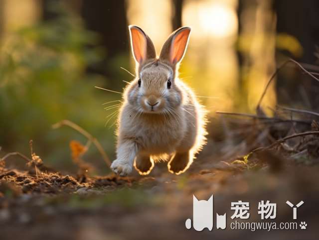 上海PET DREAMLAND宠物训练寄养基地，服务质量如何？环境怎么样？性价比如何？值得期待吗？